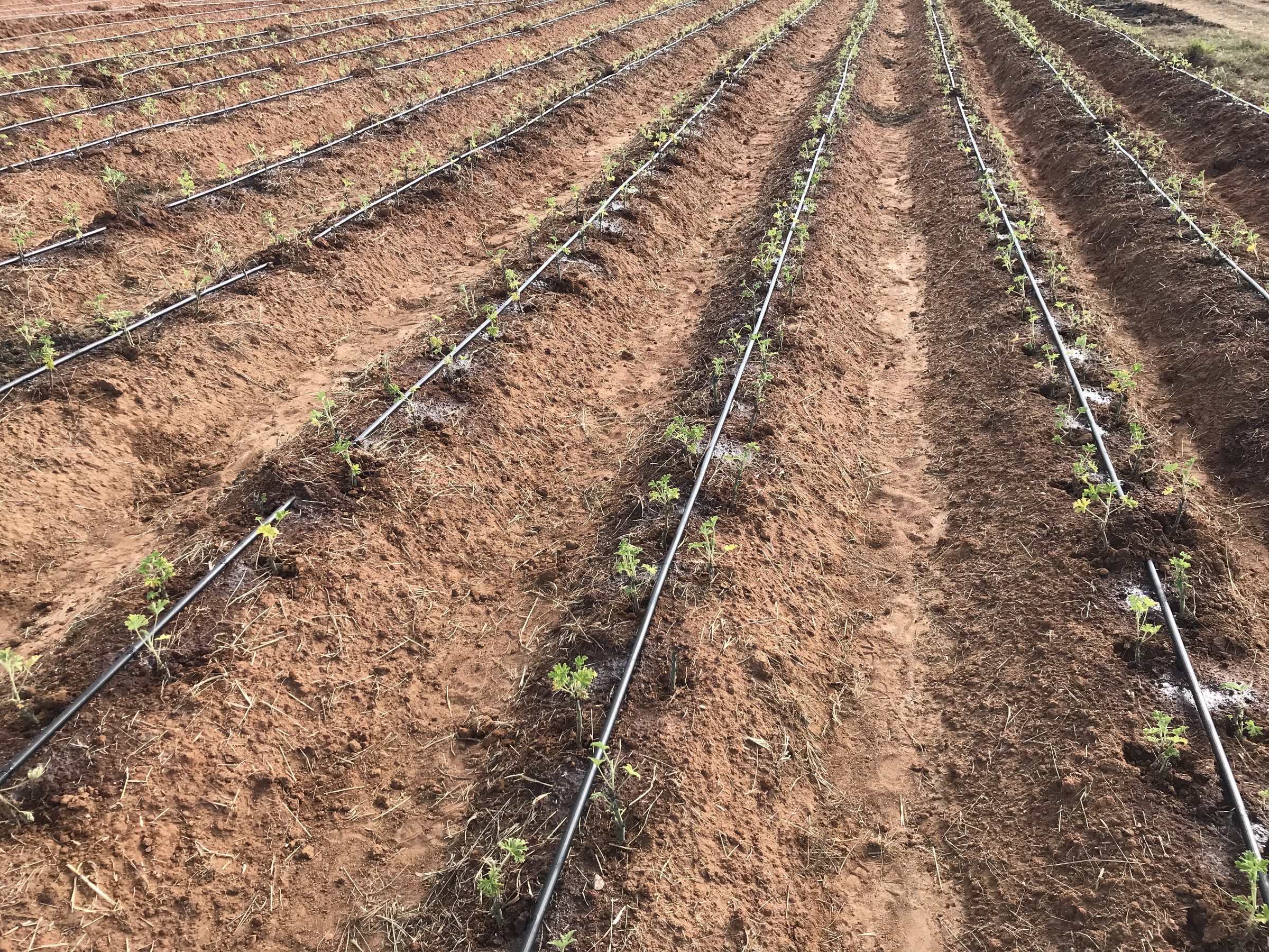 Rows of young plants on ridges, a drip line running beside each row.