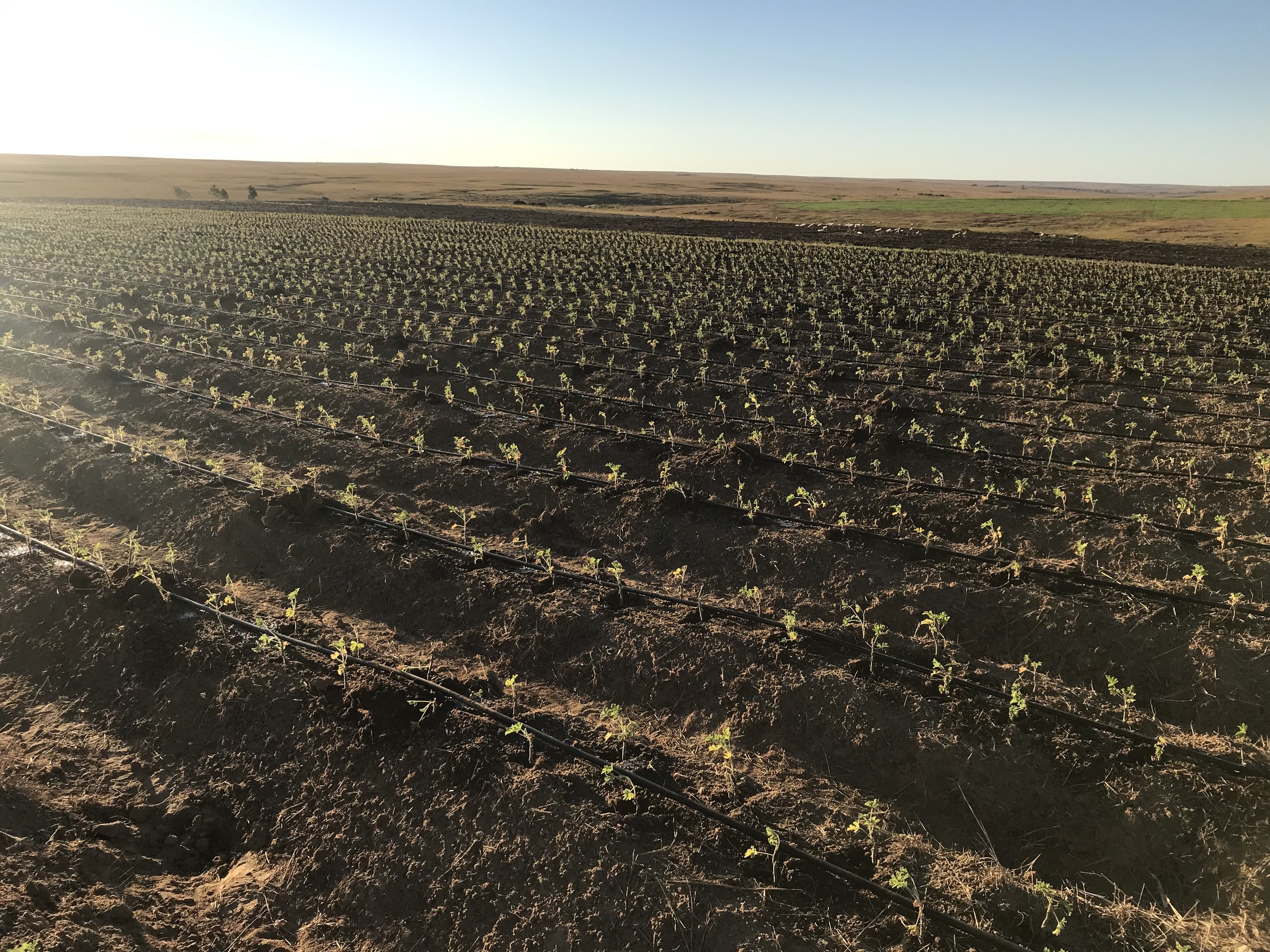 A wide field of young plants on drip irrigation in low evening light.