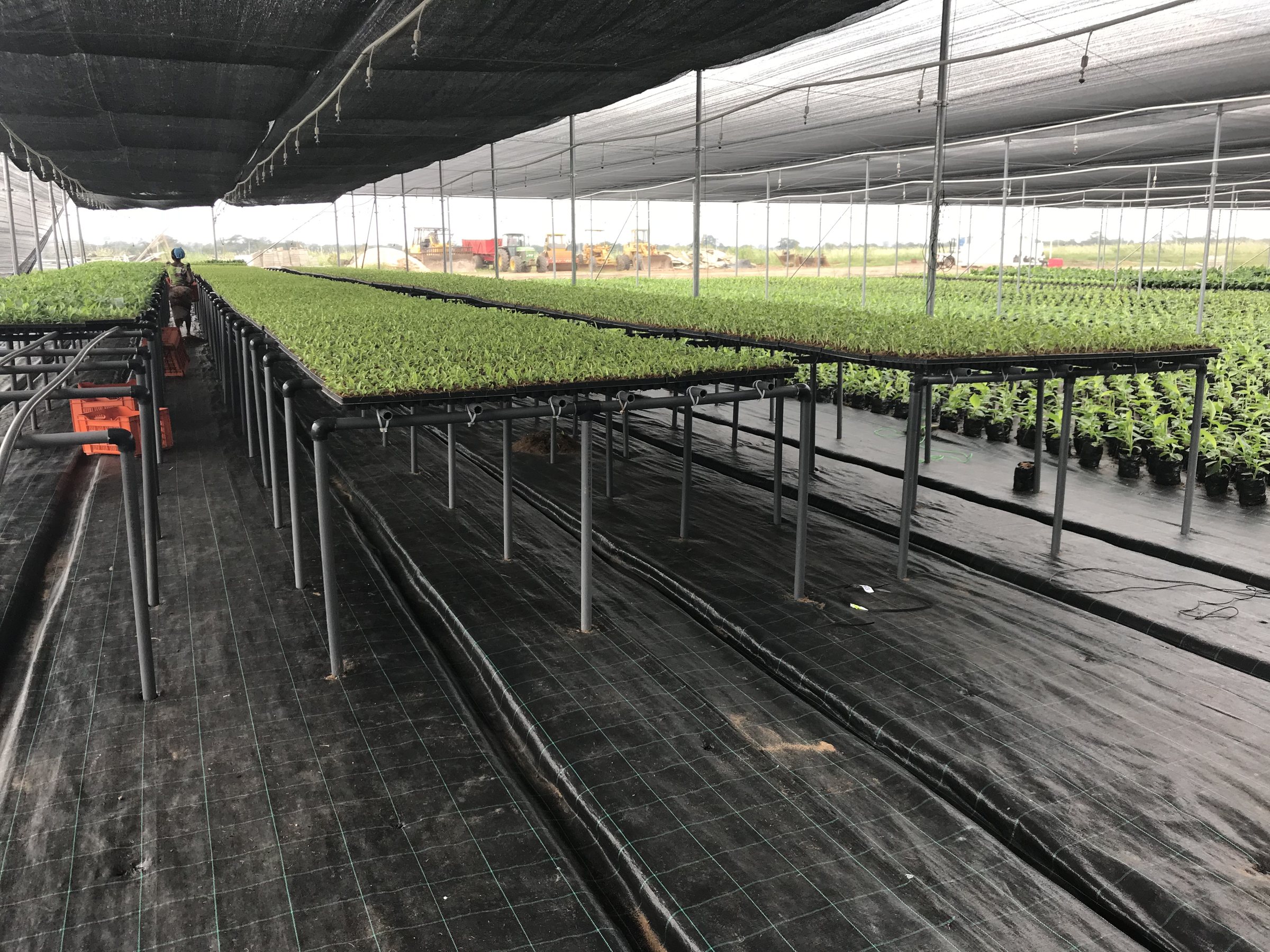 Raised tables of seedling trays under a shade net, with ground cover below.