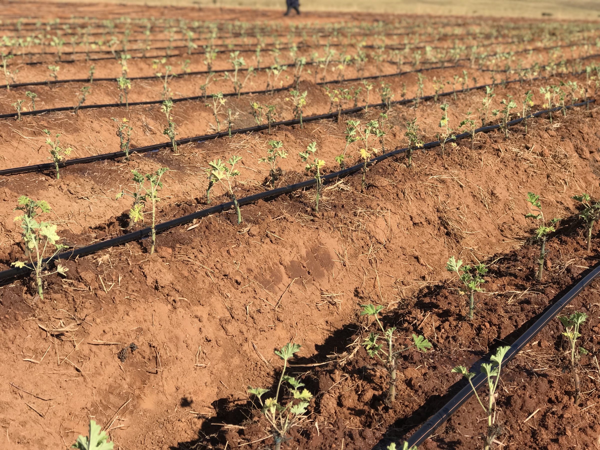 Seedlings on a ridge of red soil with a black drip line along the row.