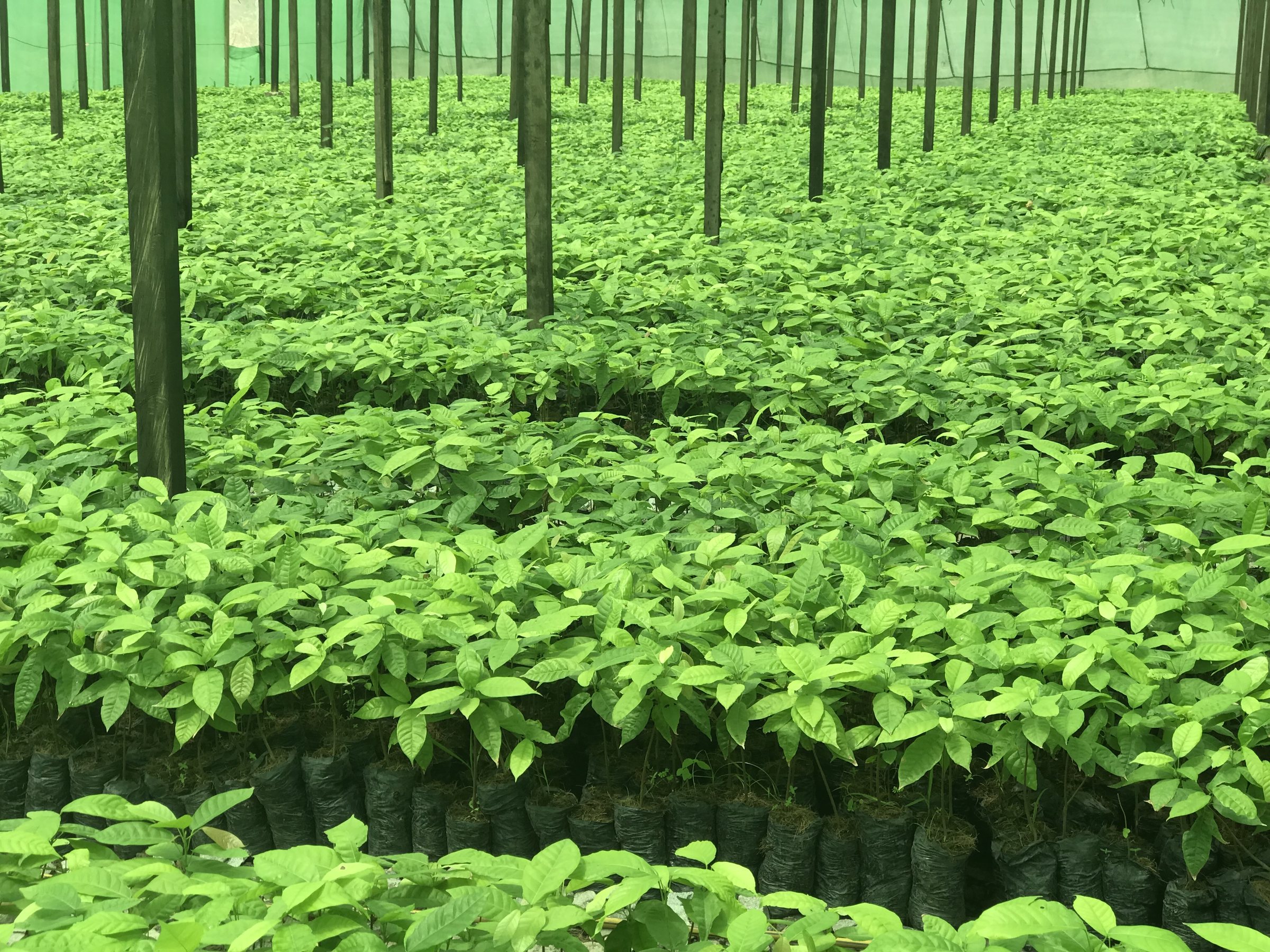 Dense young seedlings in bags under green shade net held up by wooden posts.