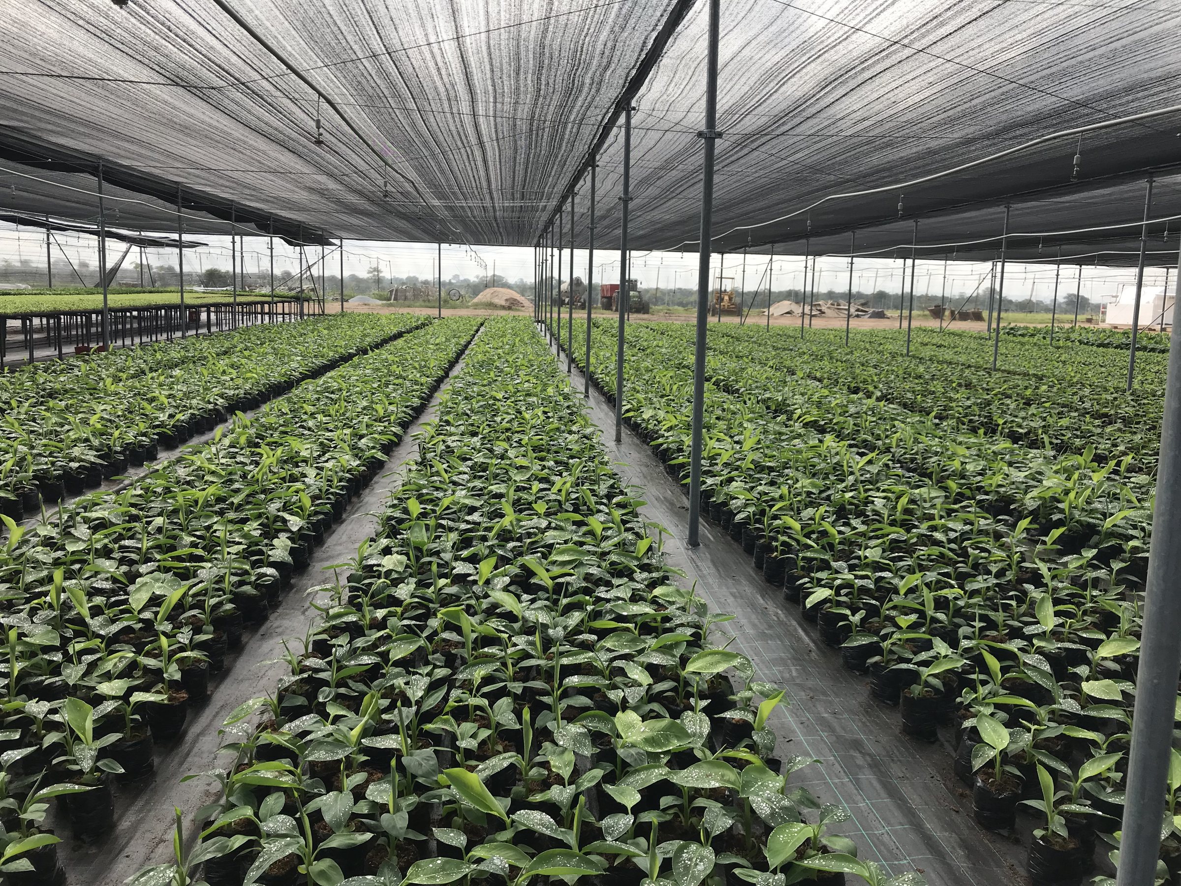 Long rows of young seedlings in bags under a shade net, with irrigation lines overhead.